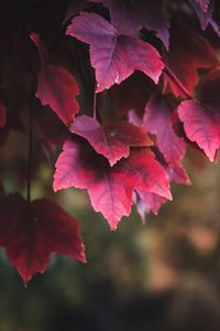 Preview wallpaper leaves, red, plant, nature