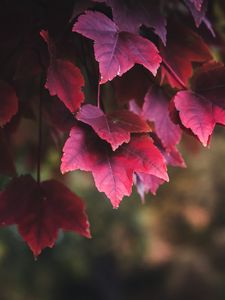 Preview wallpaper leaves, red, plant, nature