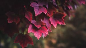 Preview wallpaper leaves, red, plant, nature