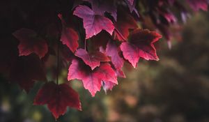 Preview wallpaper leaves, red, plant, nature