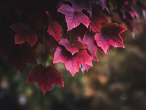 Preview wallpaper leaves, red, plant, nature