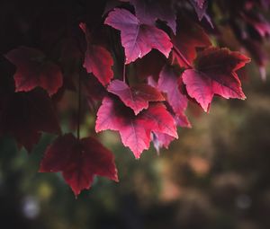 Preview wallpaper leaves, red, plant, nature