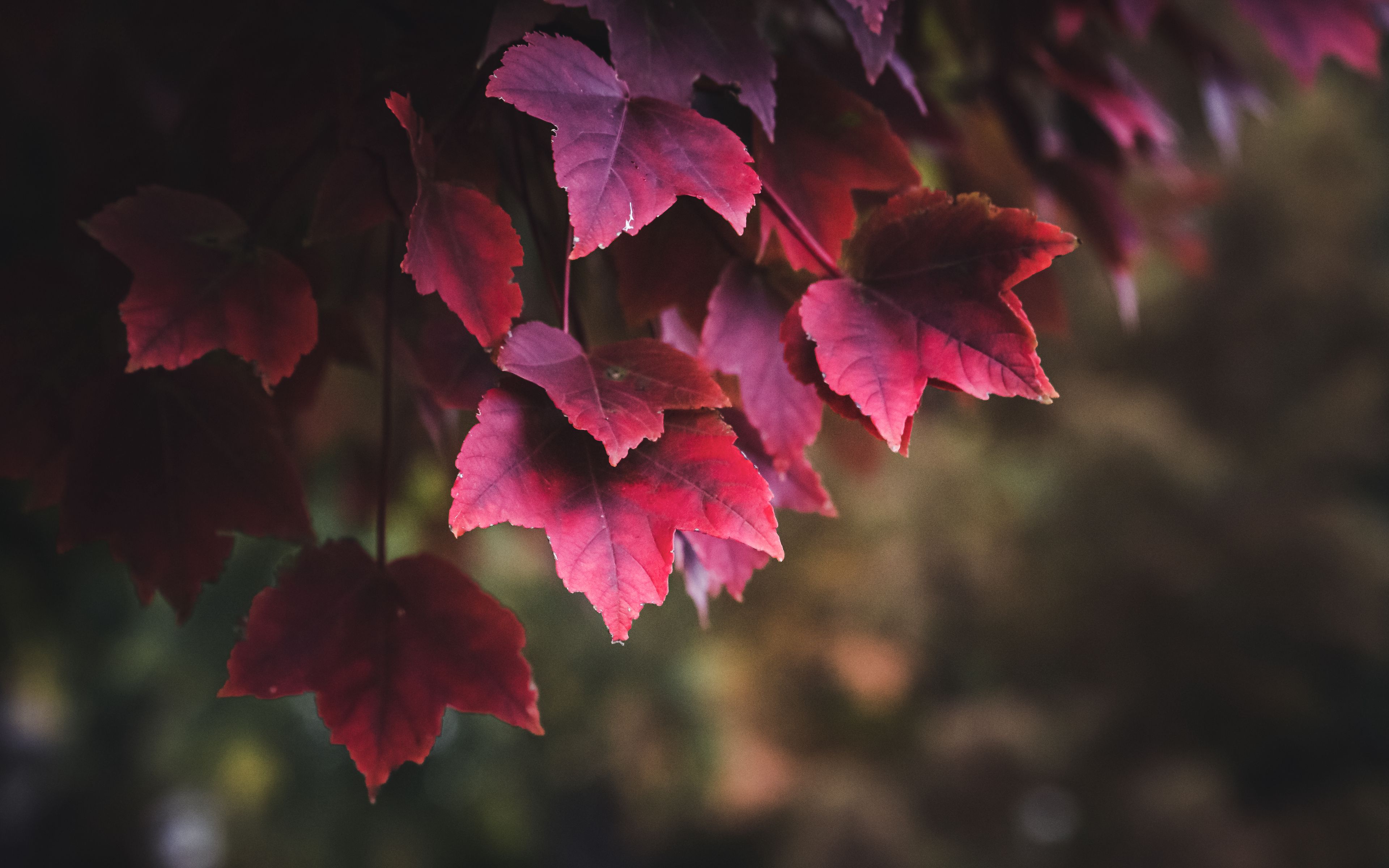 Download wallpaper 3840x2400 leaves, red, plant, nature 4k ultra hd 16: