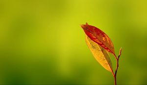 Preview wallpaper leaves, reflections, autumn, dry