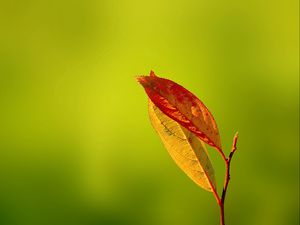 Preview wallpaper leaves, reflections, autumn, dry