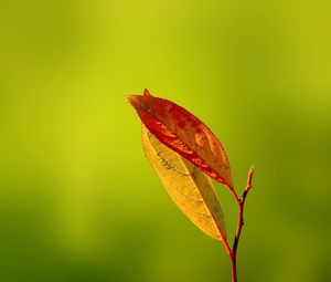 Preview wallpaper leaves, reflections, autumn, dry