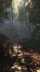 Preview wallpaper leaves, road, footpath, forest, shade