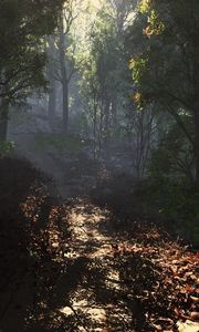 Preview wallpaper leaves, road, footpath, forest, shade