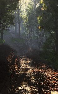 Preview wallpaper leaves, road, footpath, forest, shade