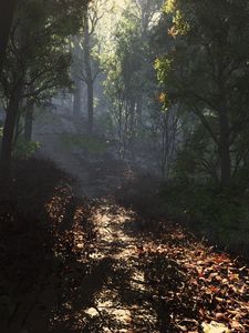 Preview wallpaper leaves, road, footpath, forest, shade