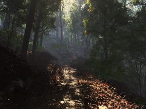 Preview wallpaper leaves, road, footpath, forest, shade