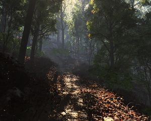 Preview wallpaper leaves, road, footpath, forest, shade