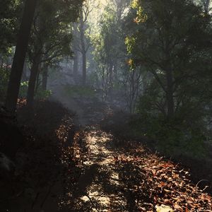 Preview wallpaper leaves, road, footpath, forest, shade