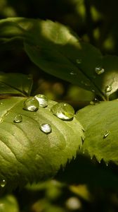 Preview wallpaper leaves, roses, drops, dew, light