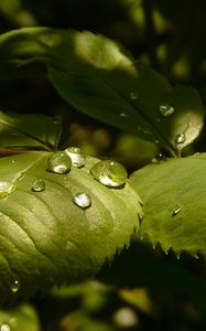 Preview wallpaper leaves, roses, drops, dew, light