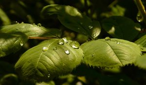 Preview wallpaper leaves, roses, drops, dew, light