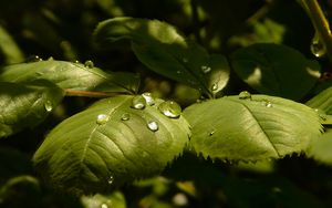 Preview wallpaper leaves, roses, drops, dew, light