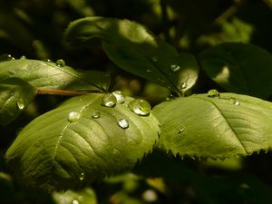 Preview wallpaper leaves, roses, drops, dew, light