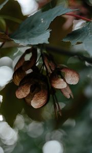 Preview wallpaper leaves, seeds, maple, branches, blur, bokeh