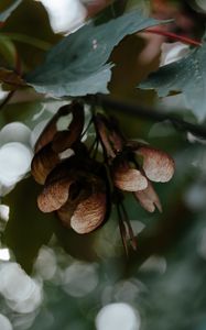 Preview wallpaper leaves, seeds, maple, branches, blur, bokeh