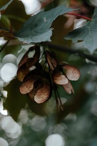 Preview wallpaper leaves, seeds, maple, branches, blur, bokeh