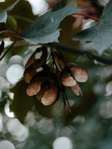 Preview wallpaper leaves, seeds, maple, branches, blur, bokeh