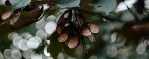 Preview wallpaper leaves, seeds, maple, branches, blur, bokeh