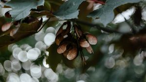 Preview wallpaper leaves, seeds, maple, branches, blur, bokeh