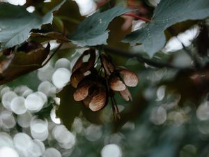 Preview wallpaper leaves, seeds, maple, branches, blur, bokeh