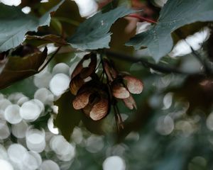 Preview wallpaper leaves, seeds, maple, branches, blur, bokeh