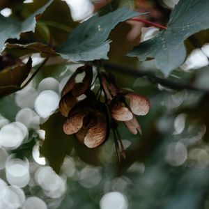 Preview wallpaper leaves, seeds, maple, branches, blur, bokeh