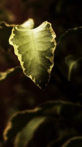 Preview wallpaper leaves, shade, autumn, dark