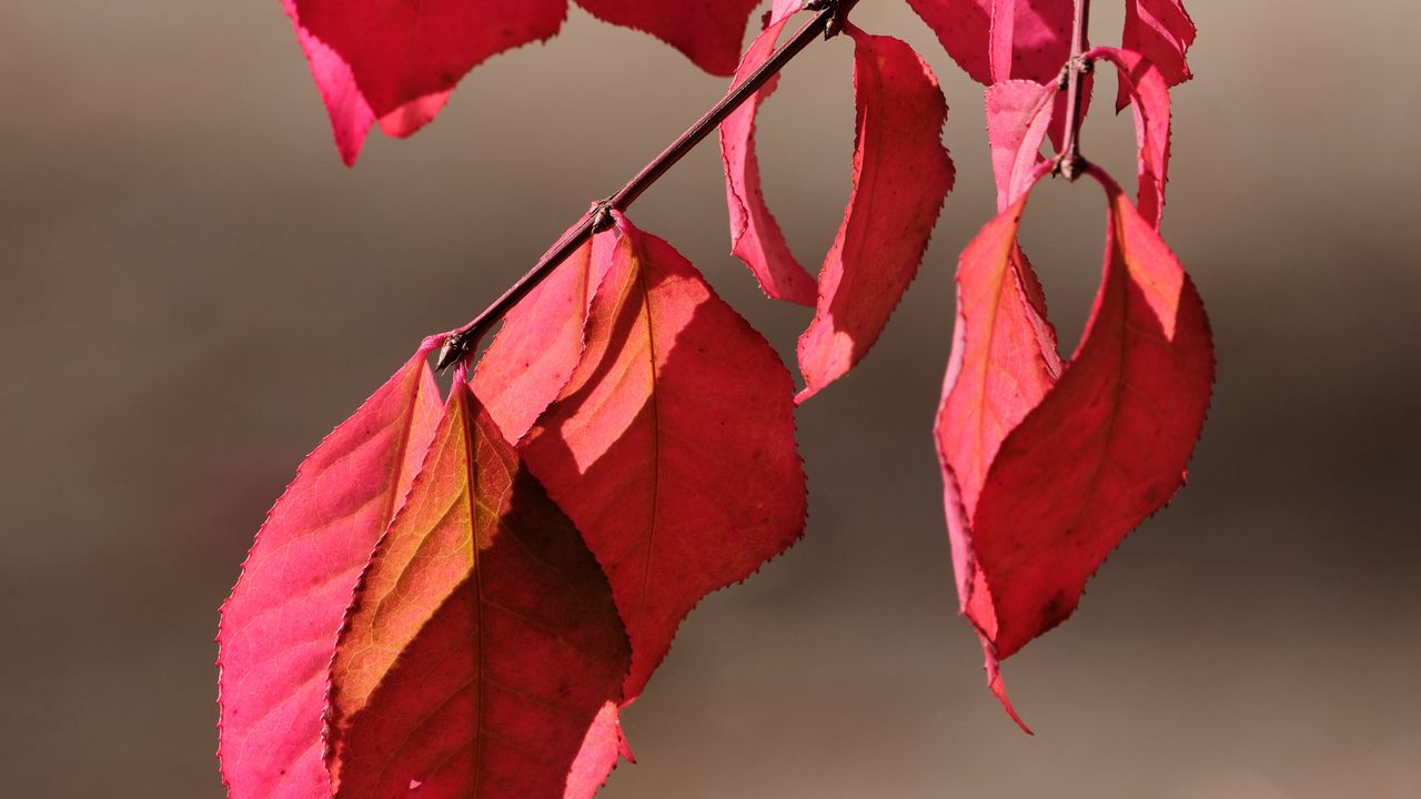 Wallpaper leaves, shadows, autumn, branch, macro