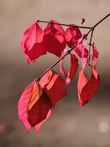 Preview wallpaper leaves, shadows, autumn, branch, macro