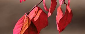 Preview wallpaper leaves, shadows, autumn, branch, macro