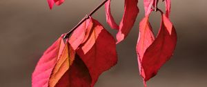 Preview wallpaper leaves, shadows, autumn, branch, macro