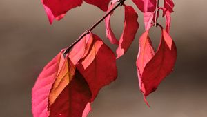 Preview wallpaper leaves, shadows, autumn, branch, macro