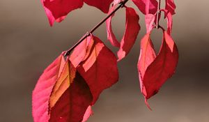 Preview wallpaper leaves, shadows, autumn, branch, macro