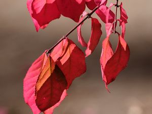 Preview wallpaper leaves, shadows, autumn, branch, macro