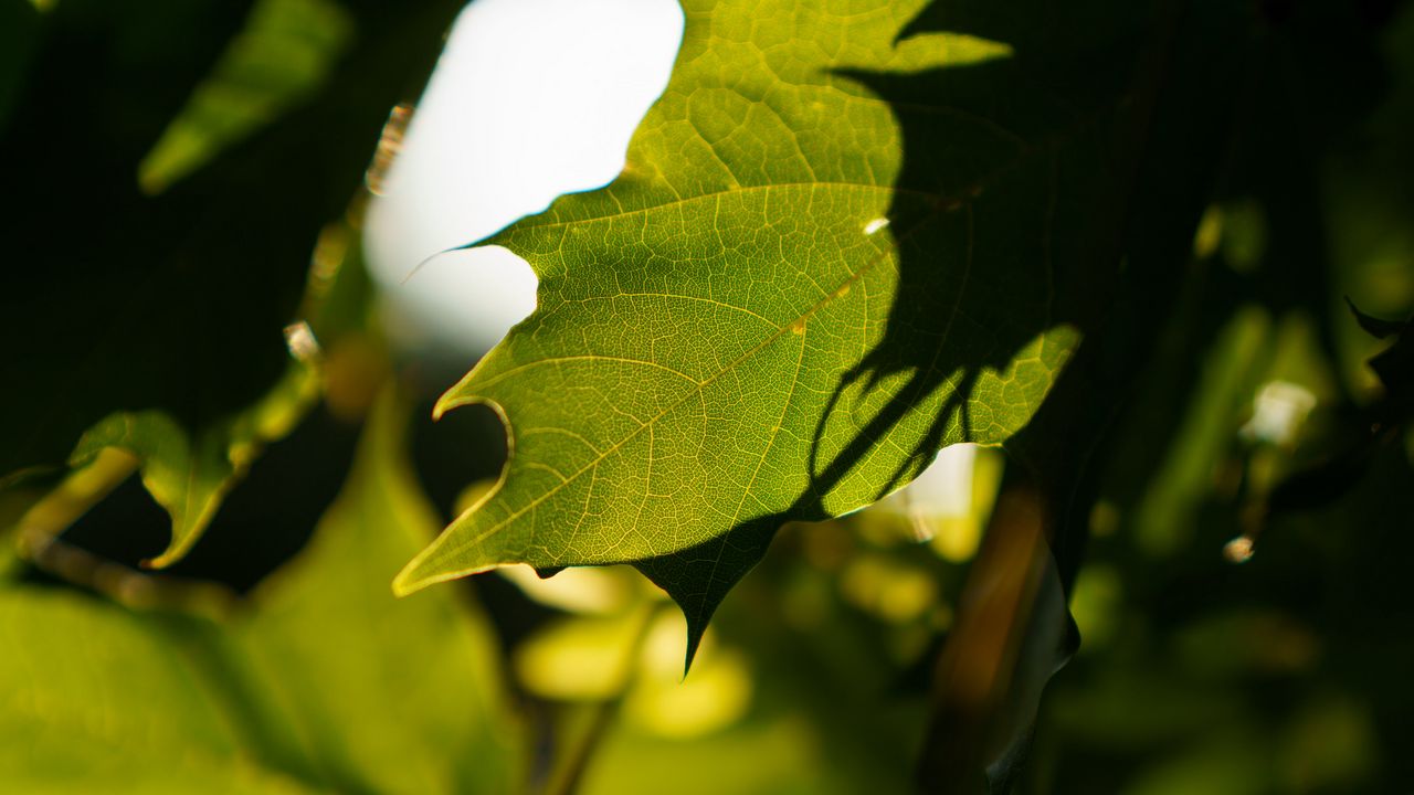 Wallpaper leaves, shadows, green, macro