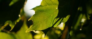 Preview wallpaper leaves, shadows, green, macro