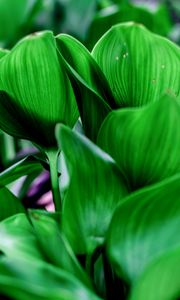 Preview wallpaper leaves, shadows, light, green, macro