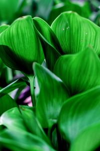 Preview wallpaper leaves, shadows, light, green, macro