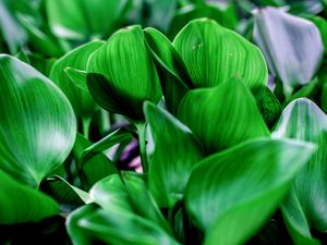 Preview wallpaper leaves, shadows, light, green, macro