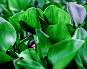 Preview wallpaper leaves, shadows, light, green, macro