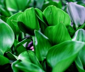 Preview wallpaper leaves, shadows, light, green, macro