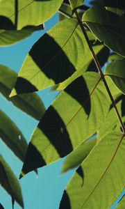 Preview wallpaper leaves, shadows, light, sky, macro