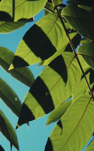 Preview wallpaper leaves, shadows, light, sky, macro