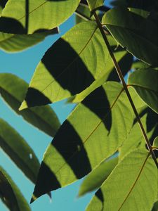Preview wallpaper leaves, shadows, light, sky, macro