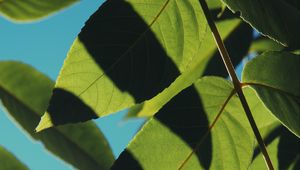 Preview wallpaper leaves, shadows, light, sky, macro